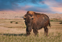 Badlands Bison Bull Wall Art