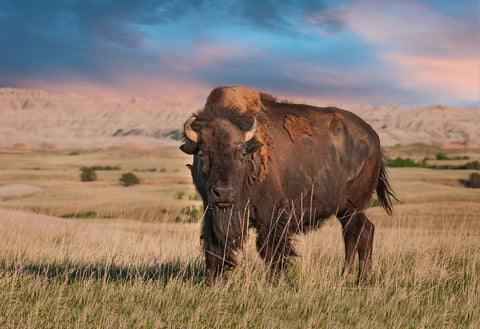 Badlands Bison Bull Wall Art