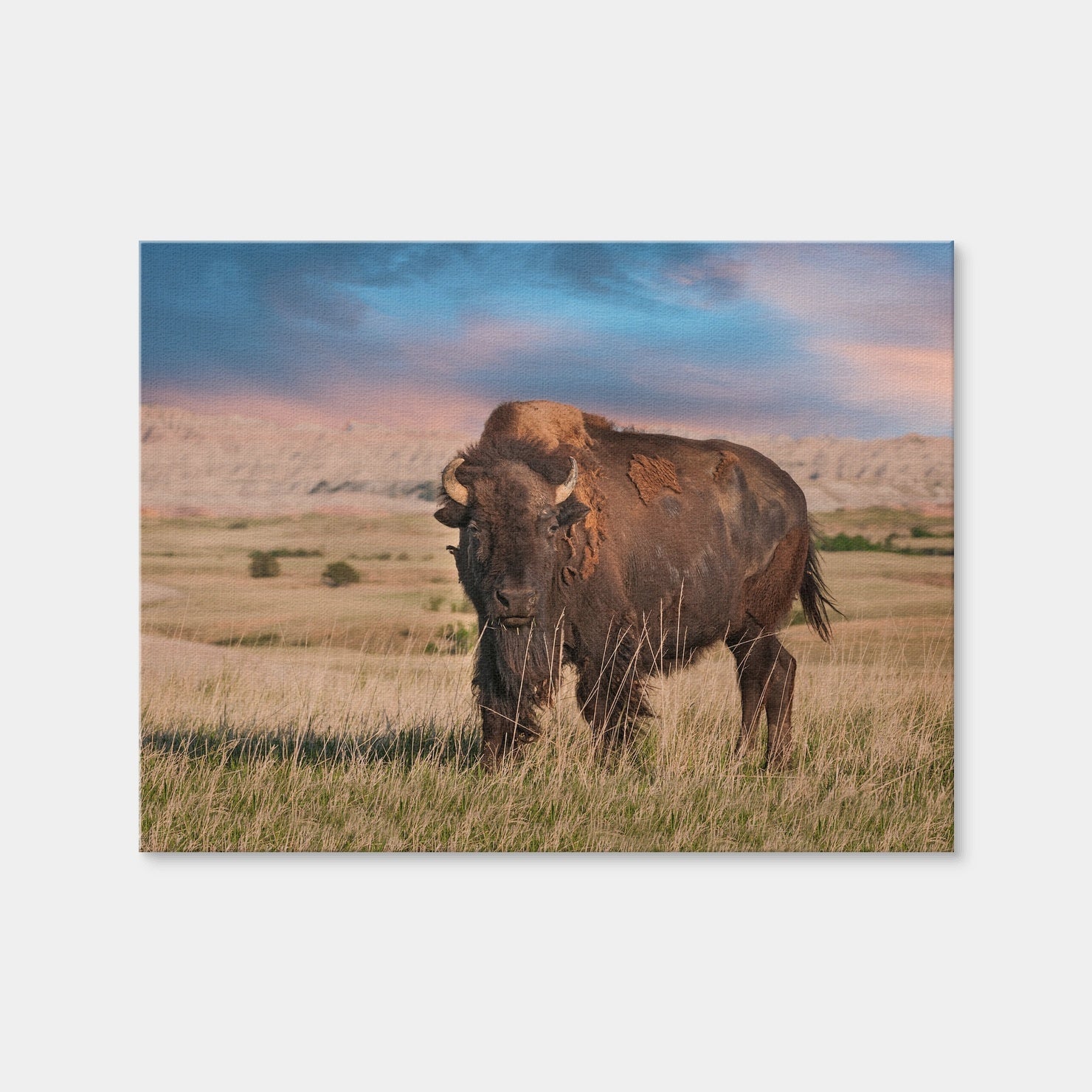 AUTO-MOCKUP WHITE | Badlands Bison Bull | 1 Piece | Gallery Wrap Canvas | group=4x3
