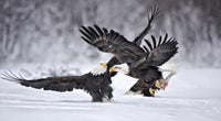 Bald Eagles Wall Art