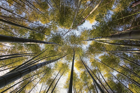 Bamboo Grove Wall Art