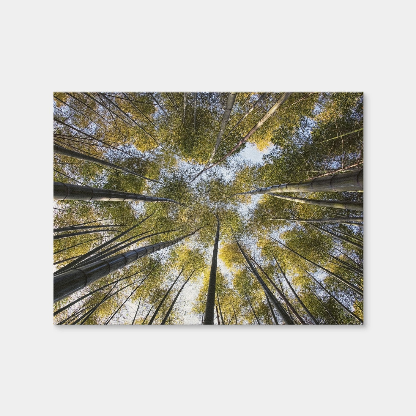 AUTO-MOCKUP WHITE | Bamboo Grove | 1 Piece | Gallery Wrap Canvas | group=4x3
