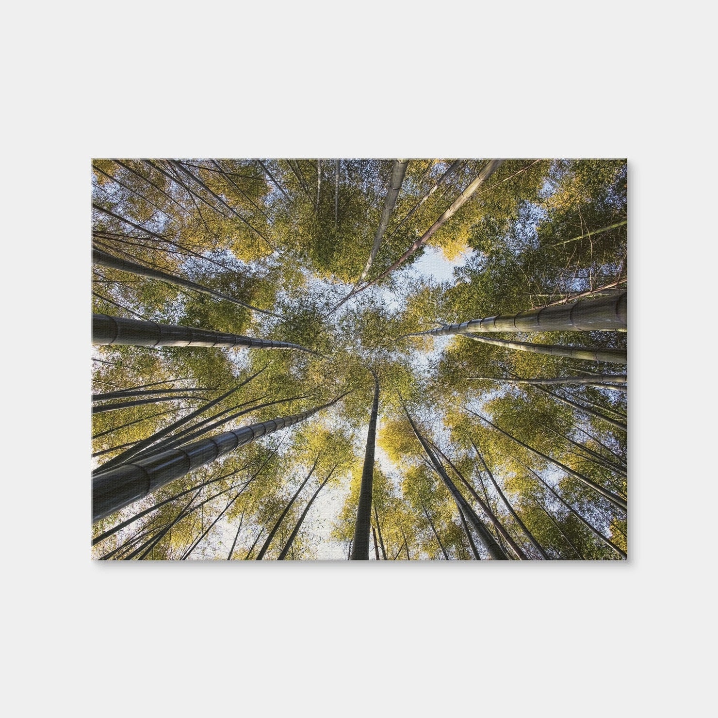 AUTO-MOCKUP WHITE | Bamboo Grove | 1 Piece | Gallery Wrap Canvas | group=4x3