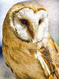 Barn Owl Wall Art