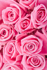 Batch of Pink Roses Wall Art