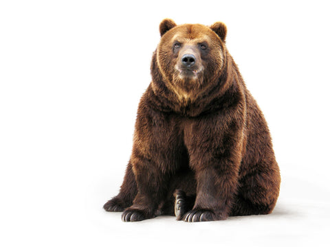 Bear on white Wall Art