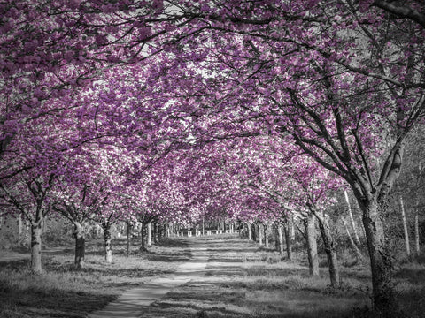 Beautiful cherry blossom alley in pink Wall Art