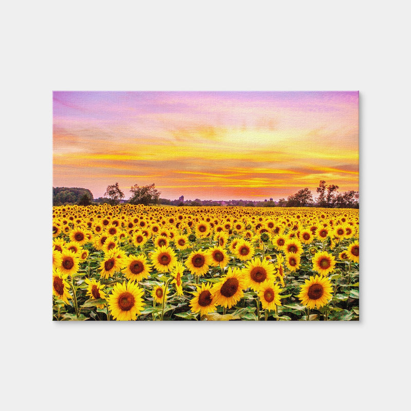 AUTO-MOCKUP WHITE | Bed of Sunflowers | 1 Piece | Gallery Wrap Canvas | group=4x3