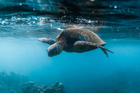Below the Surface Wall Art