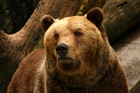 Big grizzly Wall Art