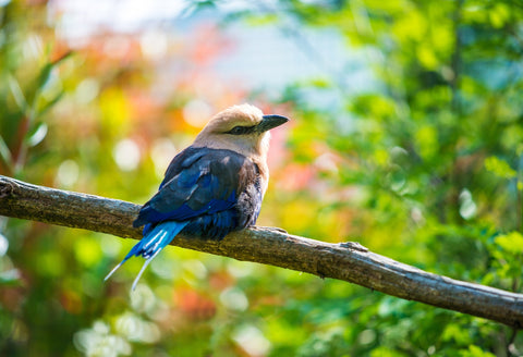 Bird on a tree Wall Art