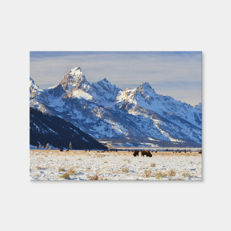 AUTO-MOCKUP WHITE | Bison Grazing - Grand Teton National Park | 1 Piece | Gallery Wrap Canvas | group=4x3