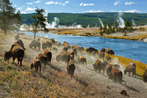 Bison Herd in Yellowstone Wall Art