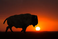 Bison at Sunset Wall Art