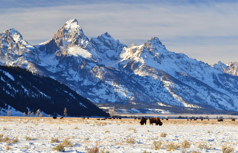 Bison grazing - Grand Teton National Park Wall Art