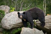 Black Bear Wall Art