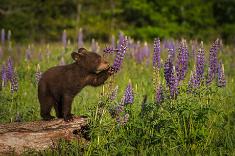 Black Bear Cub Wall Art