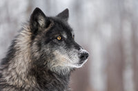 Black Grey Wolf Wall Art