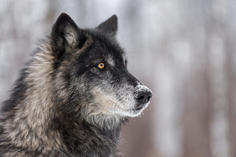 Black Grey Wolf Wall Art