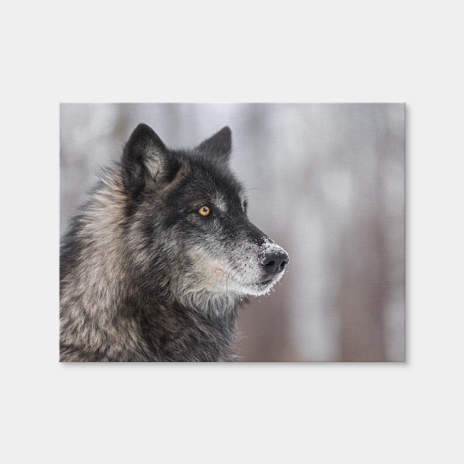 AUTO-MOCKUP WHITE | Black Grey Wolf | 1 Piece | Gallery Wrap Canvas | group=4x3