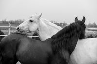Black & White Horses Wall Art