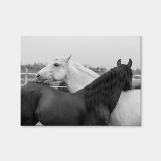 AUTO-MOCKUP WHITE | Black & White Horses | 1 Piece | Gallery Wrap Canvas | group=4x3