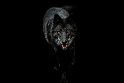 Black Wolf Black Background Wall Art