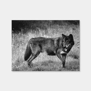 AUTO-MOCKUP WHITE | Black Wolf Grayscale | 1 Piece | Gallery Wrap Canvas | group=4x3