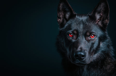 Black Wolf Red Eyes Wall Art