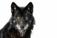 Black Wolf White Background Wall Art