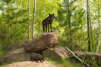 Black Wolf on Den Wall Art