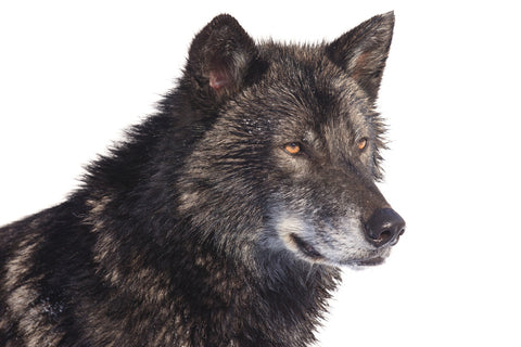 Black wolf side portrait Wall Art