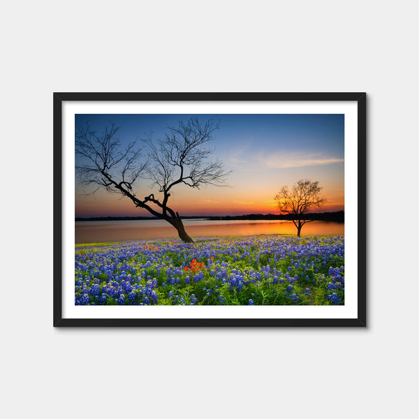 Blooming Bluebonnet Wildflower Field Wall Art — Framed Print Format preview