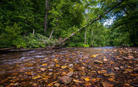 Blue Ridge Pky NC Wall Art