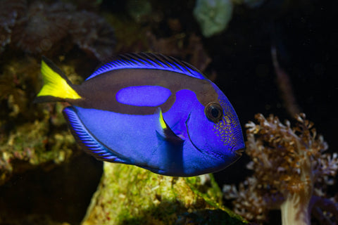 Blue Tang Wall Art