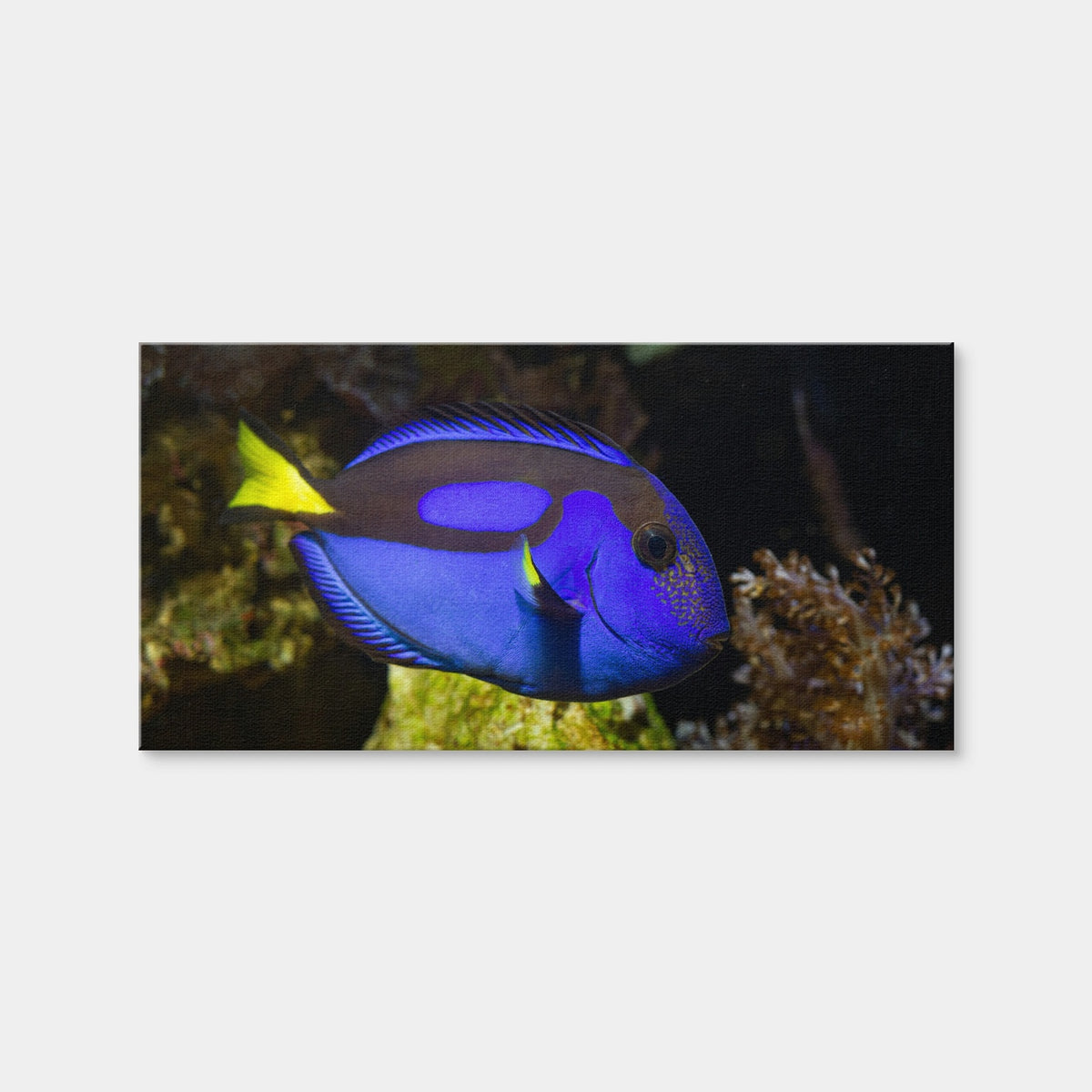 AUTO-MOCKUP WHITE | Blue Tang | 1 Piece | Gallery Wrap Canvas | group=2x1