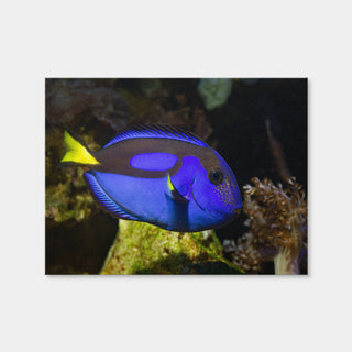 AUTO-MOCKUP WHITE | Blue Tang | 1 Piece | Gallery Wrap Canvas | group=4x3
