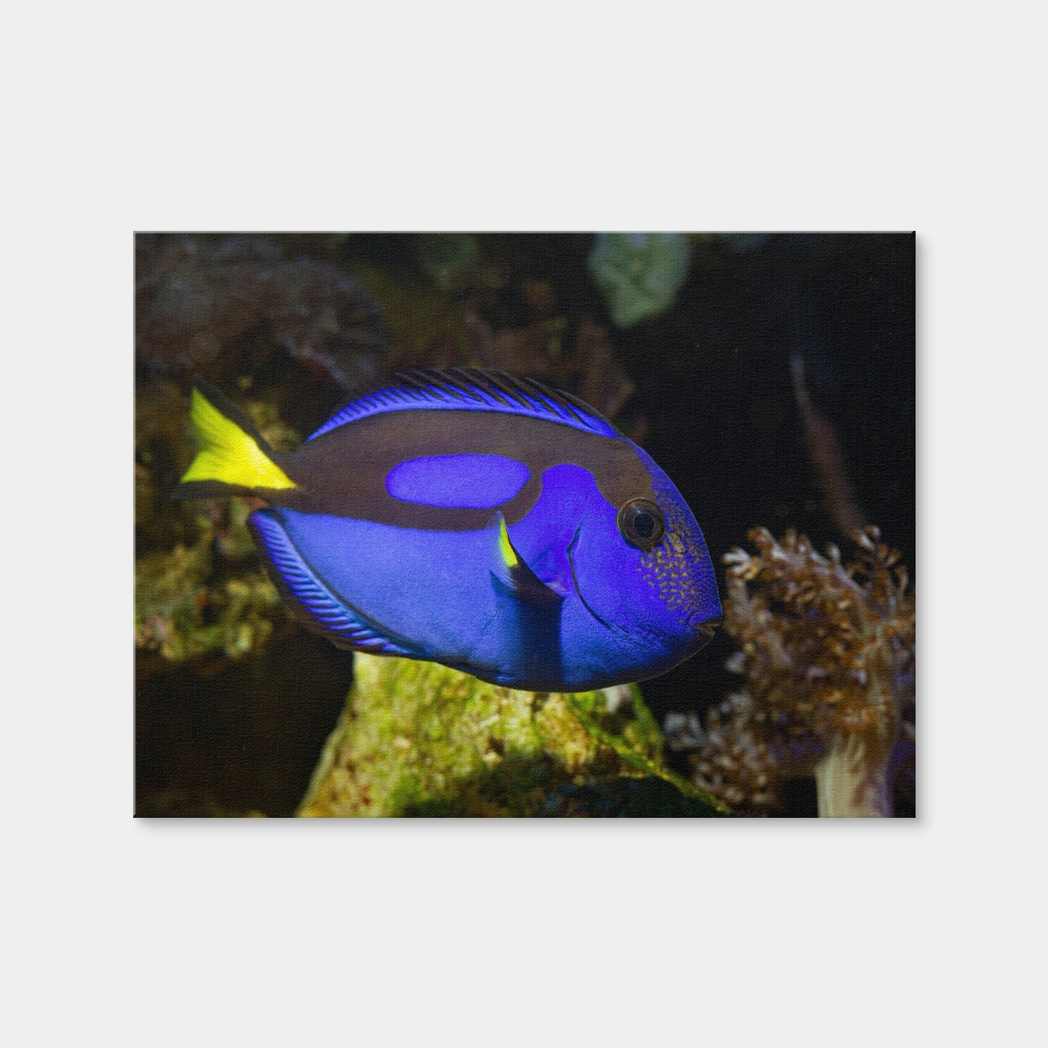 AUTO-MOCKUP WHITE | Blue Tang | 1 Piece | Gallery Wrap Canvas | group=4x3