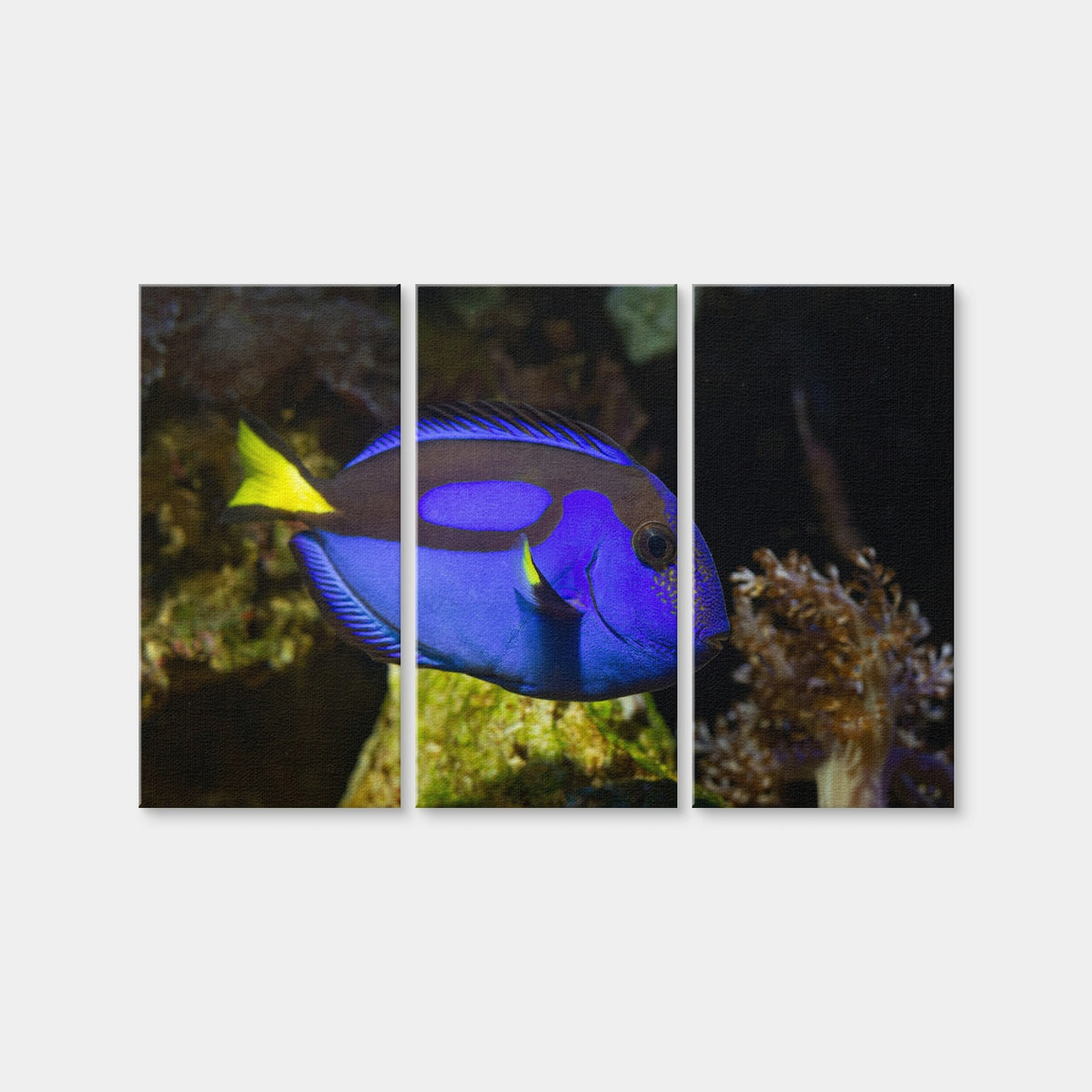 AUTO-MOCKUP WHITE | Blue Tang | 3 Piece | Gallery Wrap Canvas | group=12x24