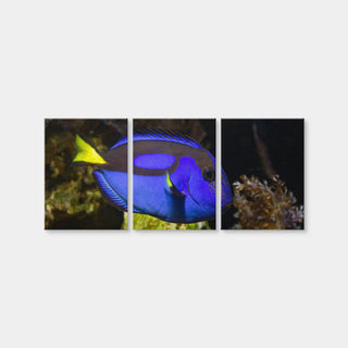 AUTO-MOCKUP WHITE | Blue Tang | 3 Piece | Gallery Wrap Canvas | group=18x24