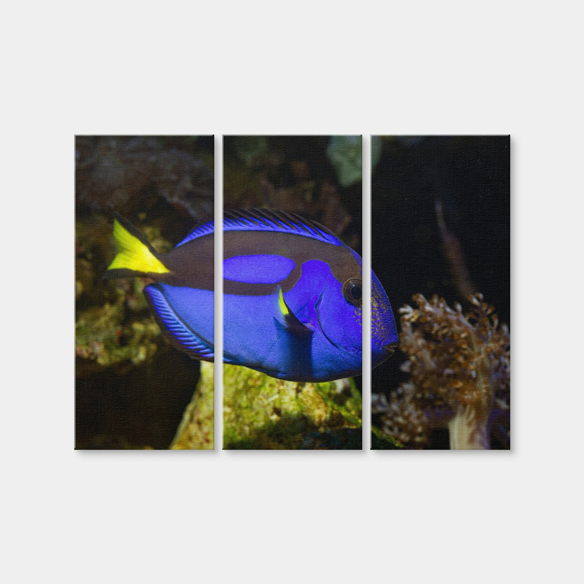 AUTO-MOCKUP WHITE | Blue Tang | 3 Piece | Gallery Wrap Canvas | group=8x18