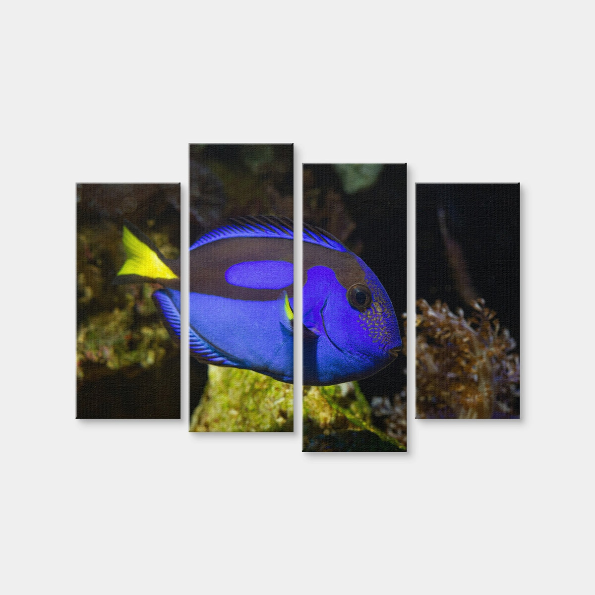AUTO-MOCKUP WHITE | Blue Tang | 4 Piece | Gallery Wrap Canvas | group=4_normal