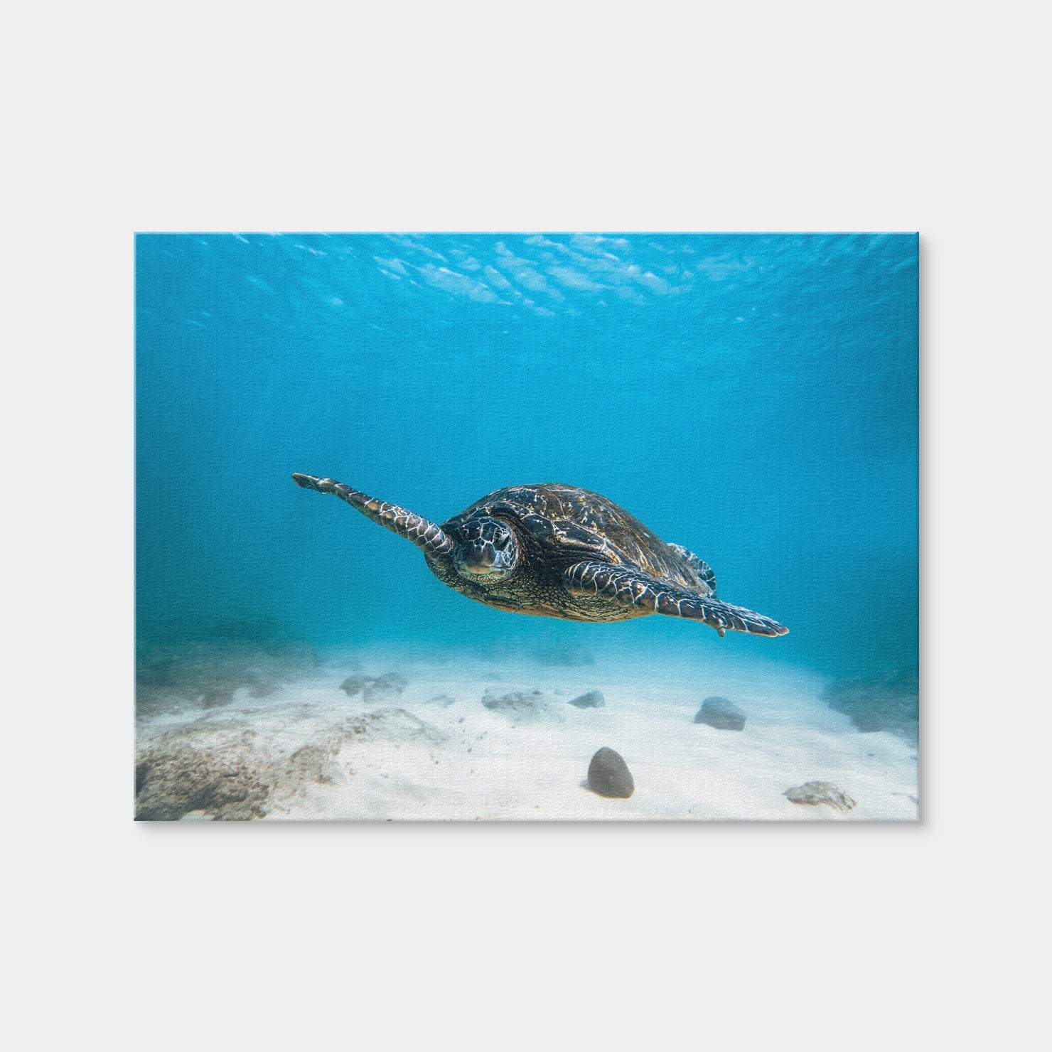 AUTO-MOCKUP WHITE | Blue Turtle | 1 Piece | Gallery Wrap Canvas | group=4x3