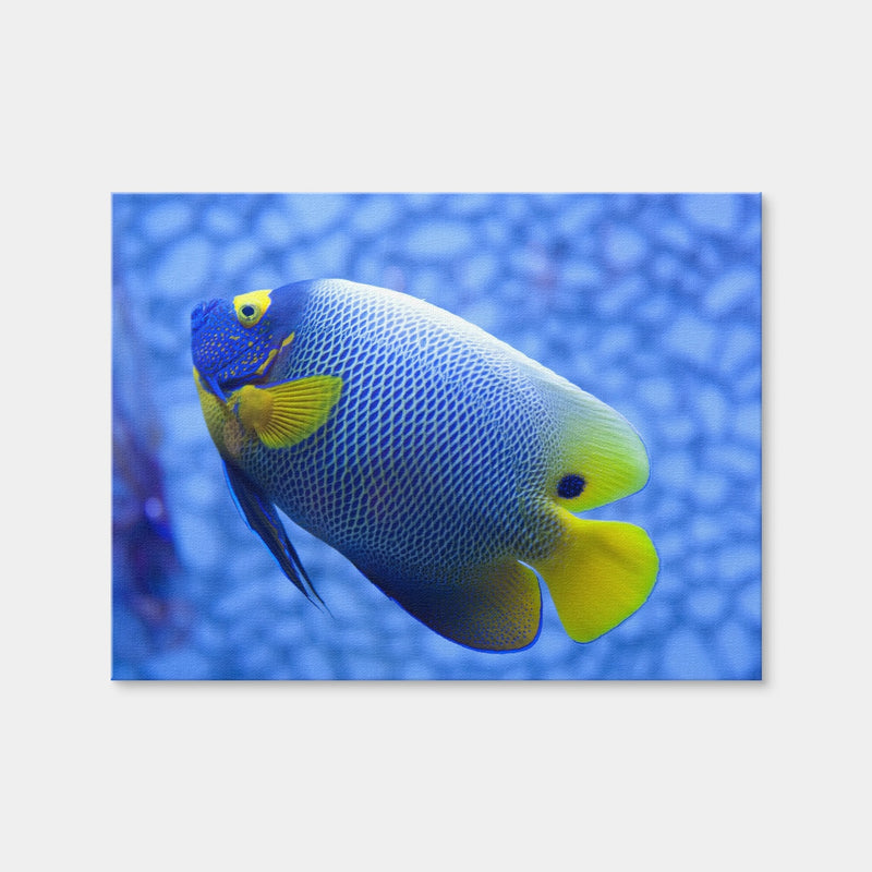 AUTO-MOCKUP WHITE | Blue and Yellow Tropical Fish | 1 Piece | Gallery Wrap Canvas | group=4x3