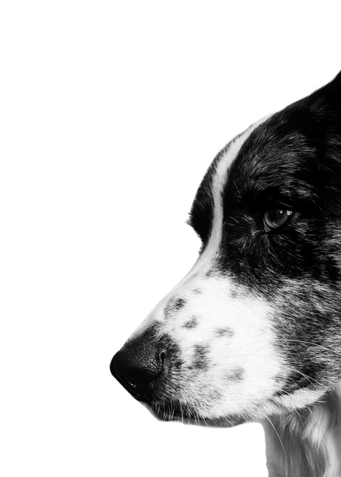 Border Collie Wall Art