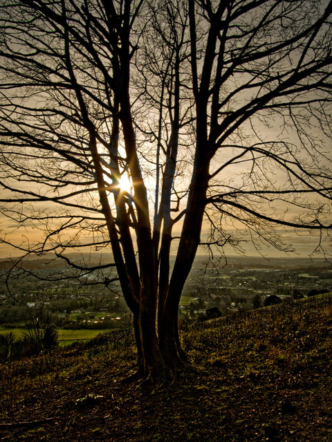 Box Hill Sunset Wall Art