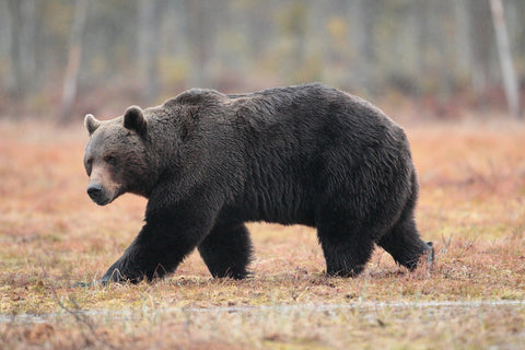 Brown Bear Wall Art