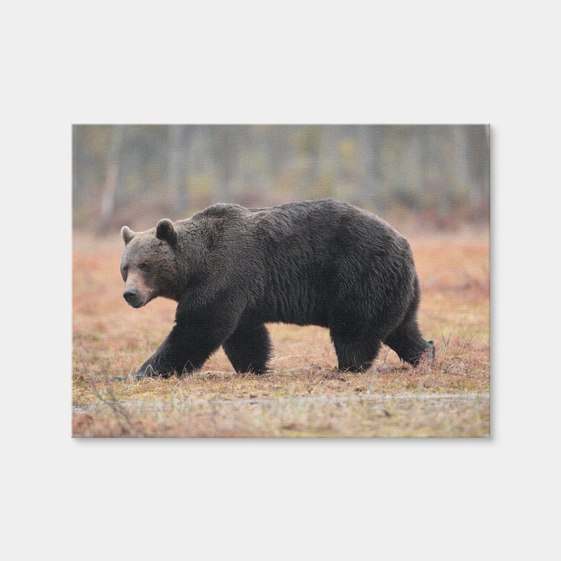 AUTO-MOCKUP WHITE | Brown Bear | 1 Piece | Gallery Wrap Canvas | group=4x3