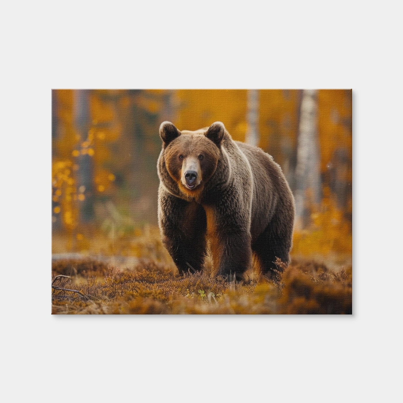 AUTO-MOCKUP WHITE | Brown Bear in Autumn Forest | 1 Piece | Gallery Wrap Canvas | group=4x3