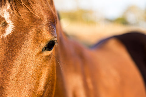 Brown Quarter Horse Wall Art